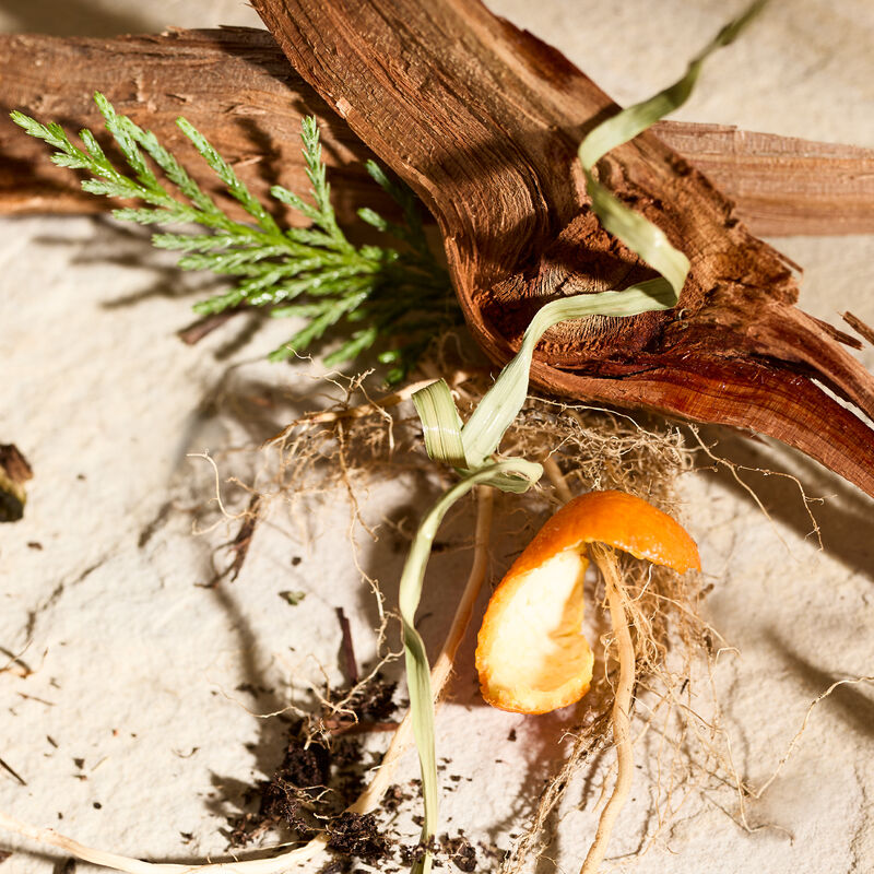 Dried fragrance note ingredients &ndash;&ndash; citrus peel, vetiver, cypress &ndash; with dirt on textured surface